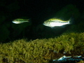   inch long Large mouth bass hide shallows some brush. brush  